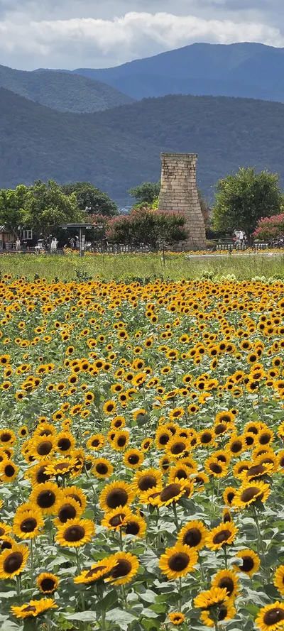 Korean Flowers & Nature & Architecture aesthetic wallpaper for phone
