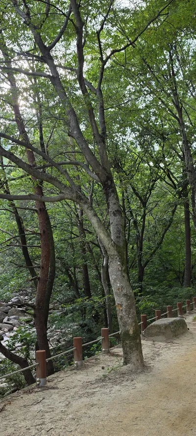 Korean Forest & River & Lake & Mountains & Trails aesthetic wallpaper for phone