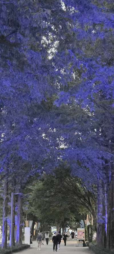 Korean Parks & Gardens & Forest & Night Views aesthetic wallpaper for phone
