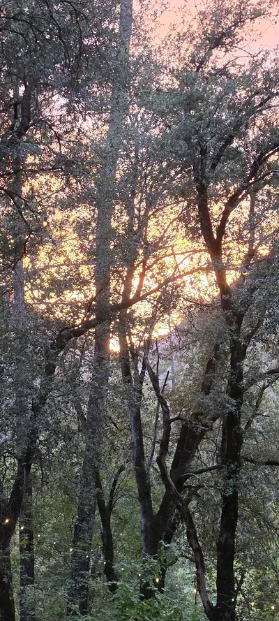 Forest & Sunset travel wallpaper
