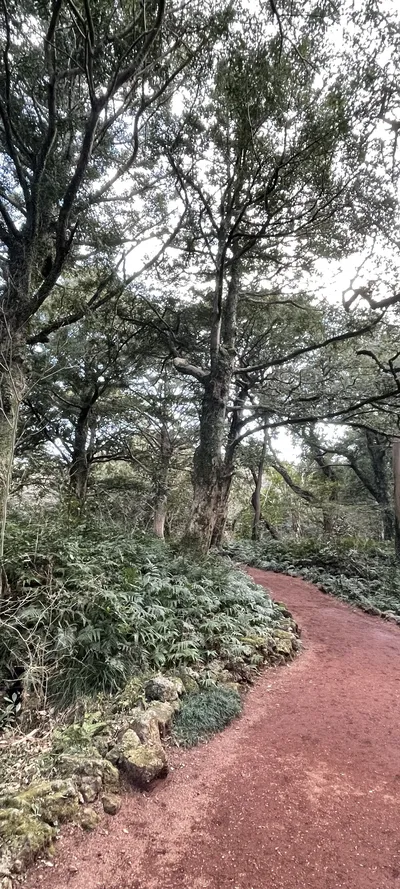 Forest