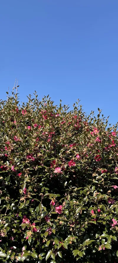 Korean flower & nature & park aesthetic wallpaper for phone