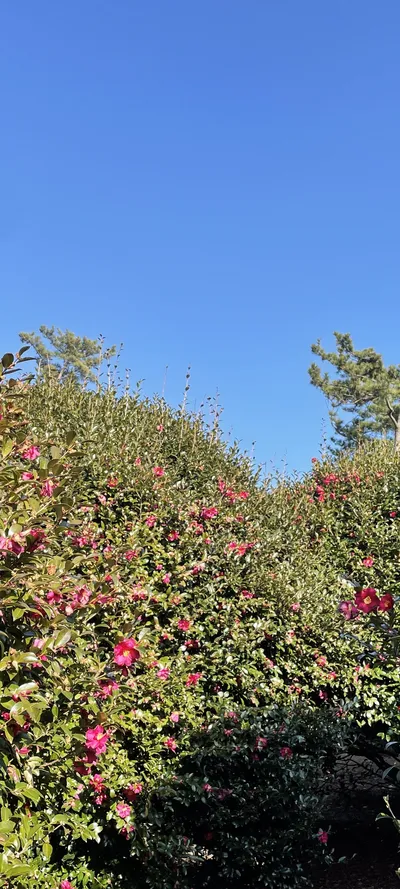 Korean flower & nature & park aesthetic wallpaper for phone