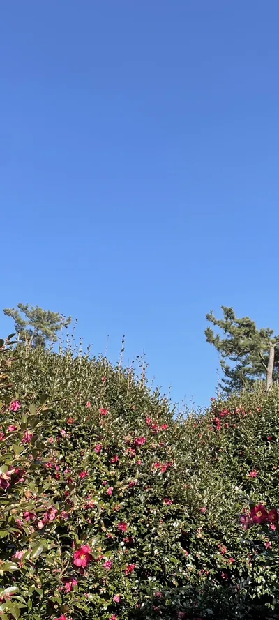 Korean flower & nature & park aesthetic wallpaper for phone