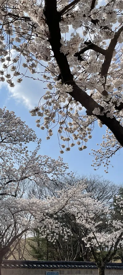 Korean cherry-blossom & flower & nature aesthetic wallpaper for phone
