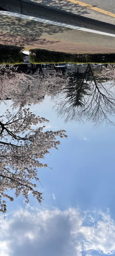 Korean aesthetic & cherry-blossom & flower & nature aesthetic wallpaper for phone