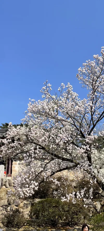 Korean cherry-blossom & flower & temple aesthetic wallpaper for phone